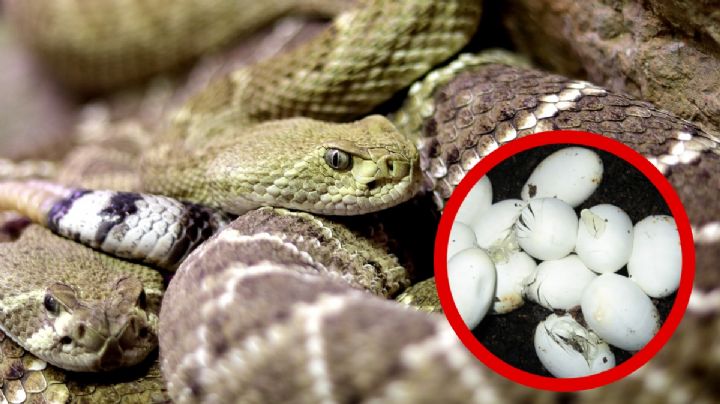 ¿Cómo identificar los huevos de víbora y qué hacer si encuentras un nido en tu casa?