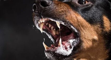 Se salta por el patio de atrás y sus propios rottweilers lo atacan y destrozan