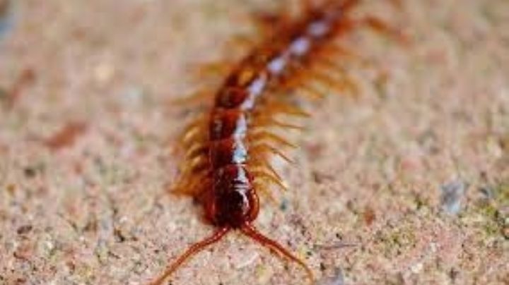 ¡Cuidado! Esto significa tener un ciempiés en casa