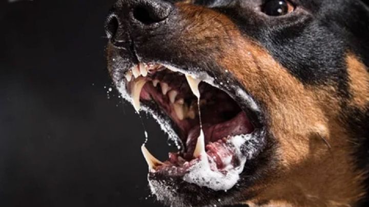 Se salta por el patio de atrás y sus propios rottweilers lo atacan y destrozan