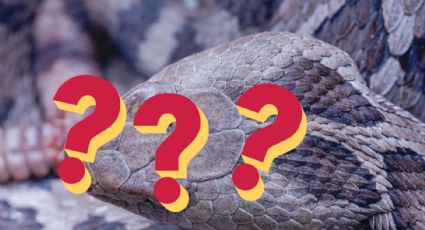 La serpiente más peligrosa en todo Estados Unidos habita en Nuevo Laredo