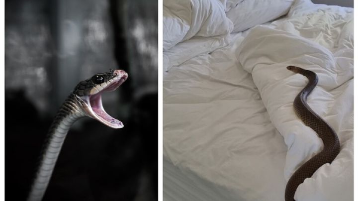 Soñar con serpientes: significado, causas y explicación