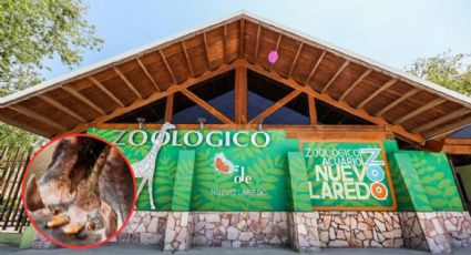 Animal de una tonelada de peso que habita en el Zoológico de Nuevo Laredo; tiene colmillos enormes