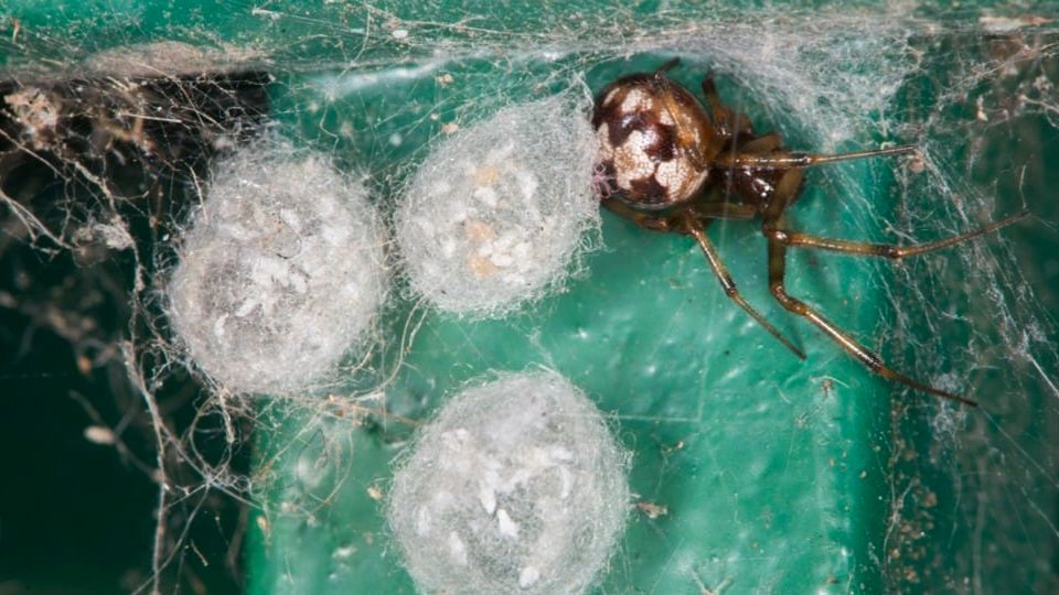 Identifica los huevos de araña