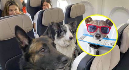 Viajar en avión con tu mascota: requisitos en 2024, evita contratiempos