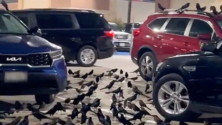 Parvadas densas de pajaros negros 'se apoderan' de estacionamiento en Houston