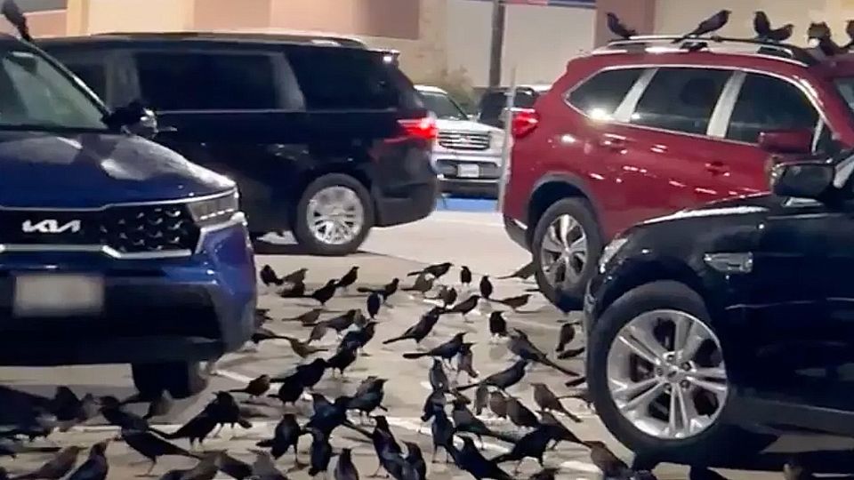 Pájaros invaden estacionamiento