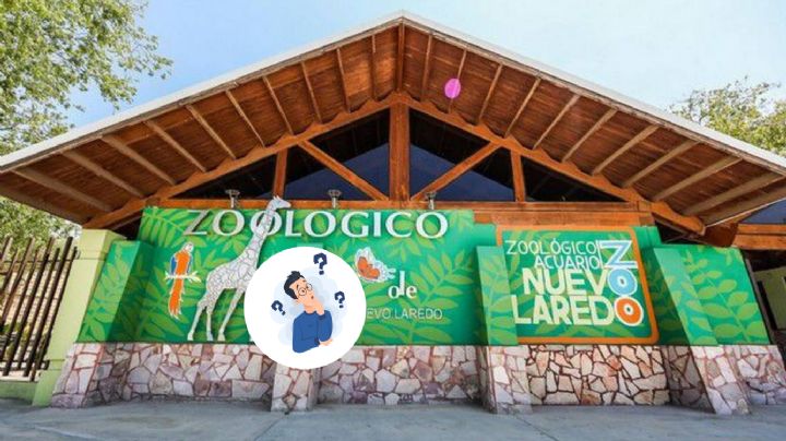 El animal más alto del mundo se encuentra en Nuevo Laredo; puedes encontrarlo en el zoológico