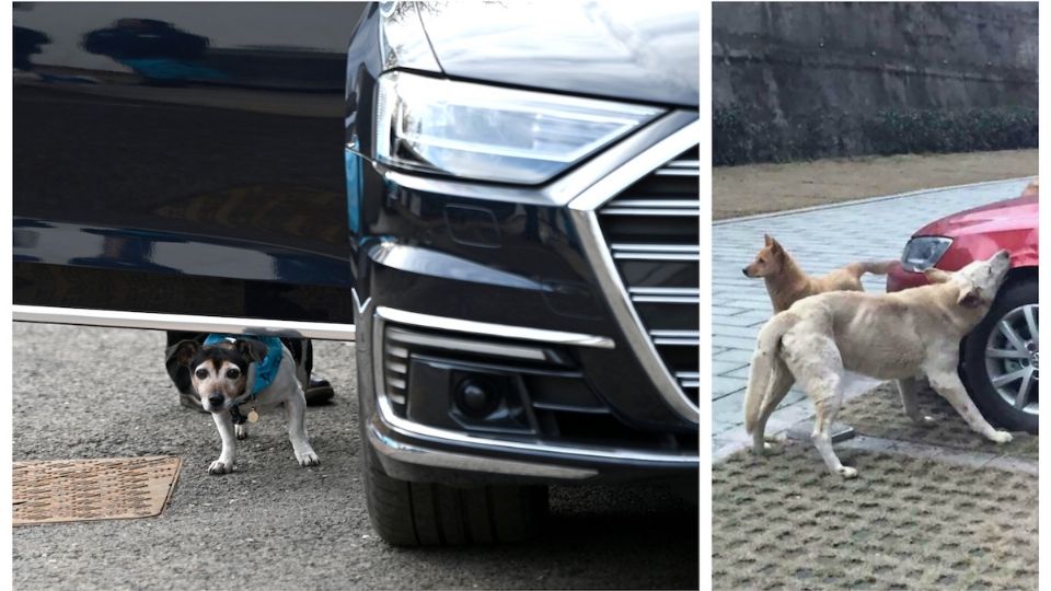 Los perros que dañan autos en Houston fueron llevados a un refugio animal.