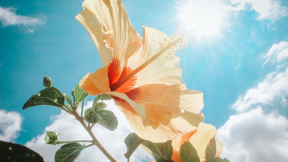 Prevén cielo soleado y temperaturas más cálidas en la tarde