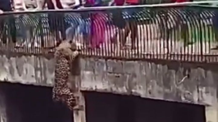 Jaguar escala rejas del zoológico para llegar con los visitantes; casi lo logra | VIDEO