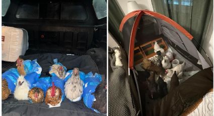 Huracán Milton: mujer se hace viral en redes sociales por evacuar junto a sus gallinas | VIDEO