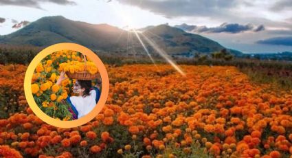 Jardín de cempasúchil ‘El Venadito’ en Nuevo León, un sitio ideal para visitar en otoño | VIDEO