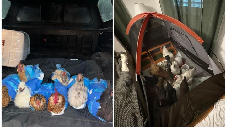 Huracán Milton: mujer se hace viral en redes sociales por evacuar junto a sus gallinas | VIDEO