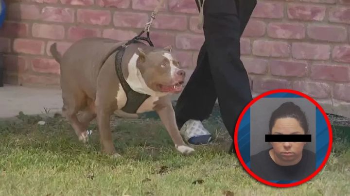 Bebé muere por ataque de pitbull en Texas; la niñera fue detenida