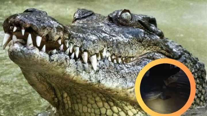 Vuelven a casa tras el huracán Milton y encuentran un enorme cocodrilo en su sala | VIDEO