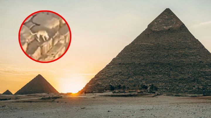 ¡Insólito! Perrito escala la Pirámide de Giza en Egipto; llegó hasta la cima | VIDEO