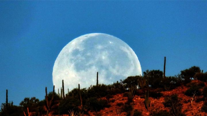 ¡Alza la vista!: hoy la Luna del Cazador iluminará el cielo nocturno; es la más brillante del año