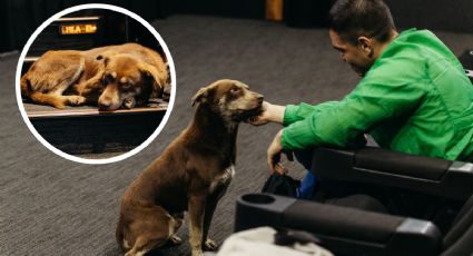 Cácaro: el perrito callejero que invadió el Festival Internacional de Cine; conoce su historia