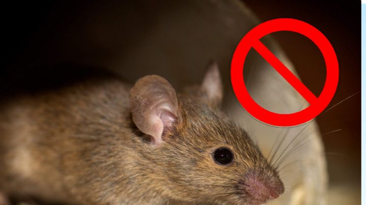 Ahuyenta a los ratones de tu casa sin usar veneno; fórmula fácil y segura