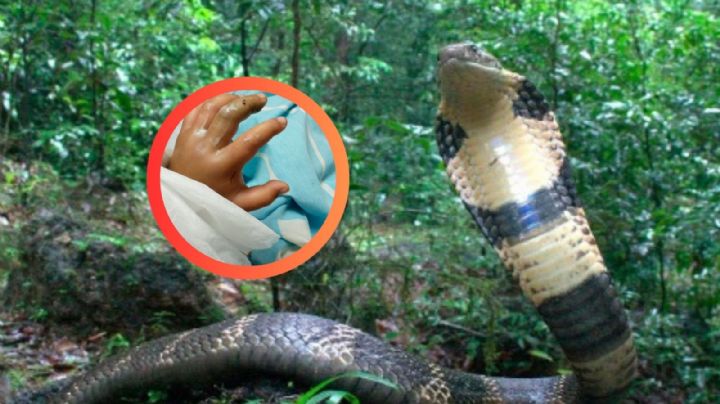 Descubren la cobra real más grande y peligrosa del mundo; mide más de 3 metros