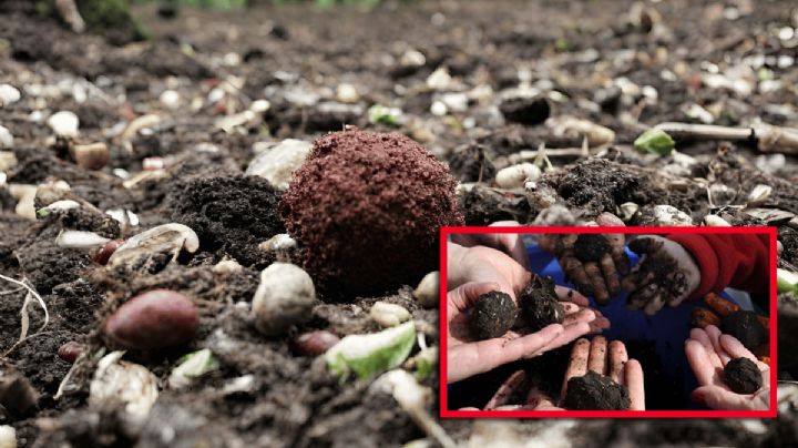 Bolas negras también aparecen en los bosques; ¿qué son las llamadas 'bombas de vida'?