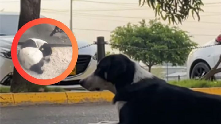 Perrito rompe en llanto al reencontrarse con su dueño 3 años después | VIDEO