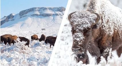 Disfruta de bisontes gigantes en medio de paisajes nevados sin salir de México