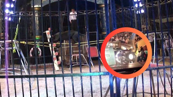 Niño de 3 años es atacado por pantera en el circo; intentaban tomarle una foto