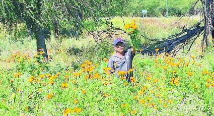 Cempasúchil, la flor camino de muertos en Nuevo Laredo