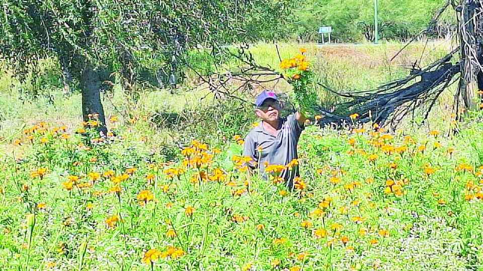 Las flores que representan el camino para que los difuntos encuentren el regreso a casa se siembran en Nuevo Laredo.