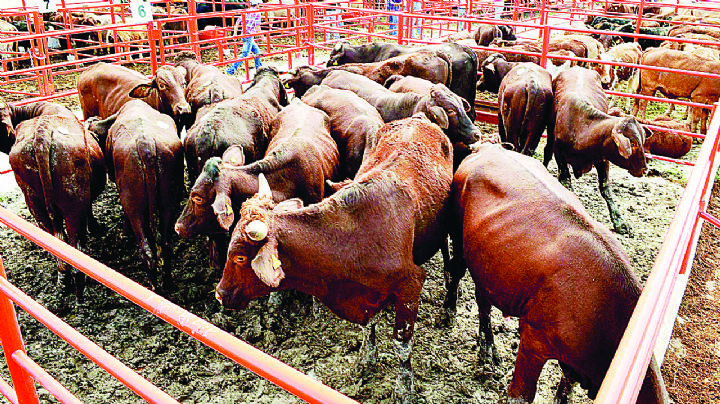 Será más fácil exportar desde Nuevo Laredo el ganado