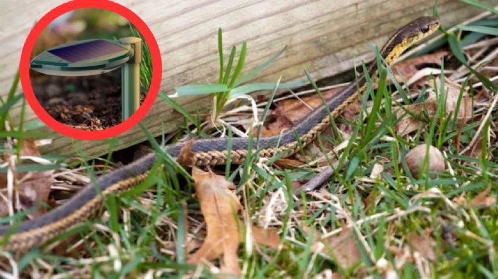 Ahuyentador solar de serpientes: así funciona y este es su precio, no lo podrás creer