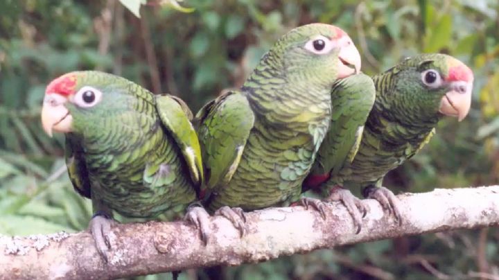 ¿Cuáles son los loros que aprenden a hablar y los que no dicen una palabra en su vida?