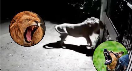 Perros enfrentan a leones para defender su casa I VIDEO