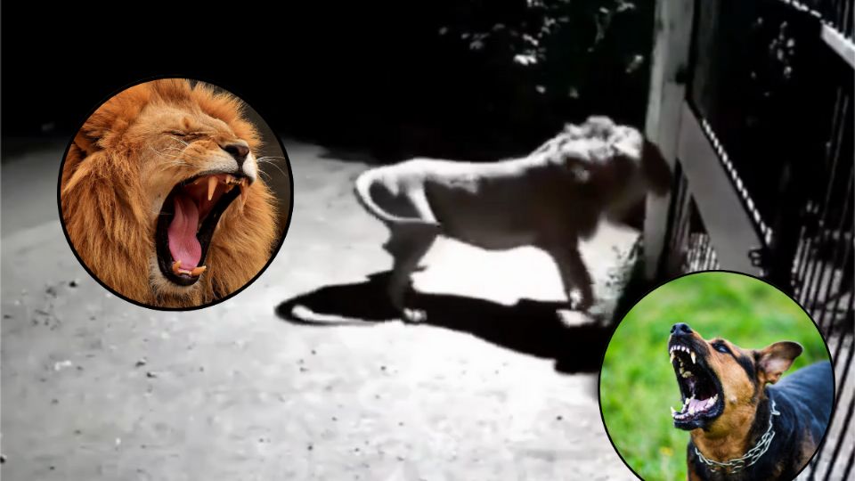 Para defender su casa, un par de perros se enfrentaron a dos leones