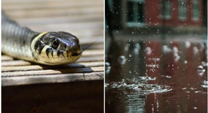 ¿Las serpientes se esconden en las casas en temporada de lluvias? Esto dicen los expertos