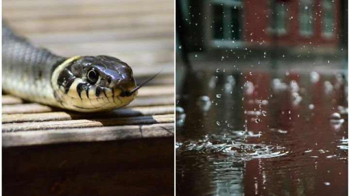 ¿Las serpientes se esconden en las casas en temporada de lluvias? Esto dicen los expertos
