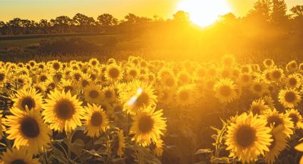 Los campos de girasoles más hermosos de México están en Tamaulipas; ubicación y cómo llegar