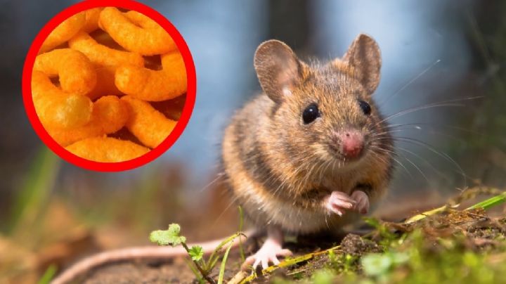 Científicos descubren que el colorante de cheetos vuelve transparentes a los ratones