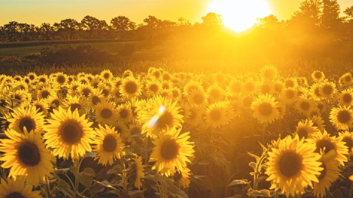 Los campos de girasoles más hermosos de México están en Tamaulipas; ubicación y cómo llegar