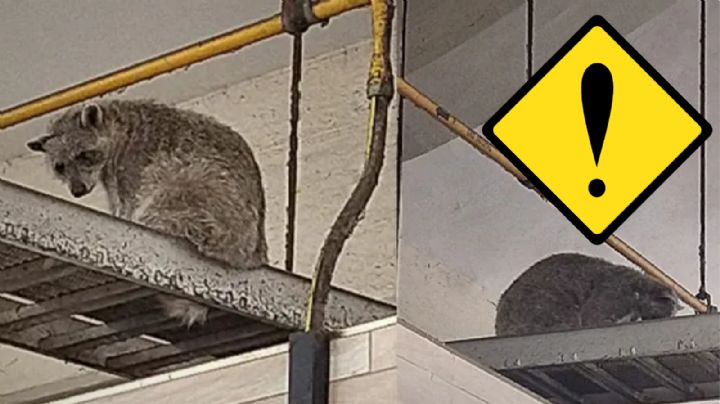 Mapaches invaden a esta ciudad de Tamaulipas