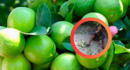 Sorprende a ladrón en su finca y lo obliga a comerse todos los limones que intentaba robar | VIDEO
