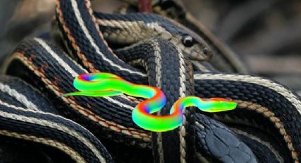 Serpientes: ¿por qué dicen que estos reptiles son de sangre fría?