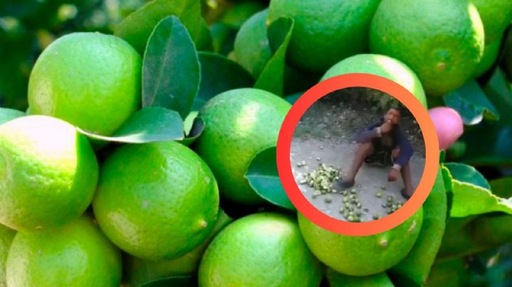 Sorprende a ladrón en su finca y lo obliga a comerse todos los limones que intentaba robar | VIDEO