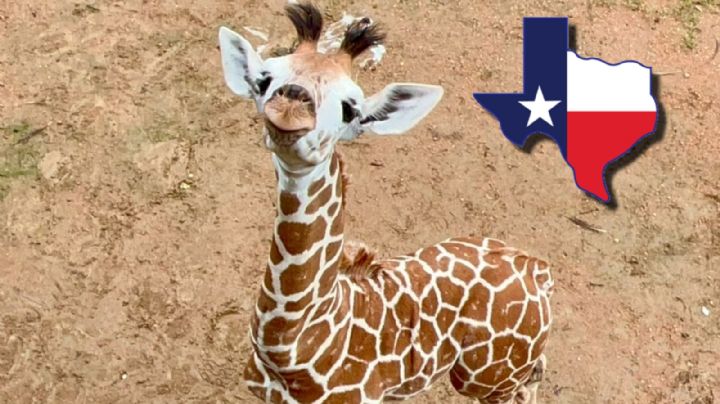 Uno de los mejores zoológicos de Estados Unidos está en Texas; te decimos dónde está