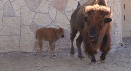 Zoológico de Nuevo Laredo tiene más de 90 nacimientos en los últimos meses