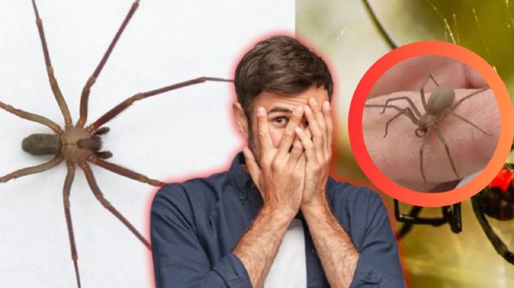 ¿Una araña violinista en tu casa?, así puedes saber si tienes una visitante peligrosa