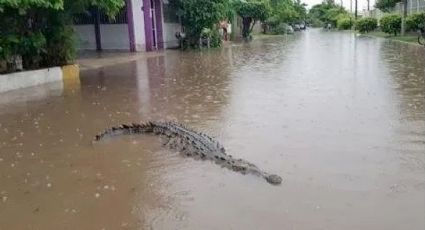 Cocodrilo gigante merodea calles de Ciudad Madero; salió huidizo y escapa de los bomberos