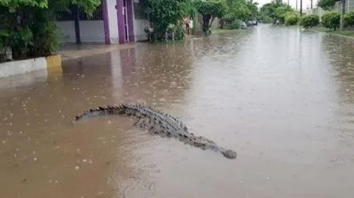 Cocodrilo gigante merodea calles de Ciudad Madero; salió huidizo y escapa de los bomberos